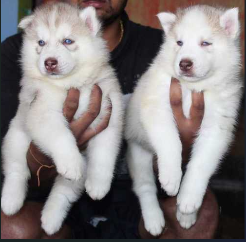 Buy Male Siberian Husky  Puppy from Goa